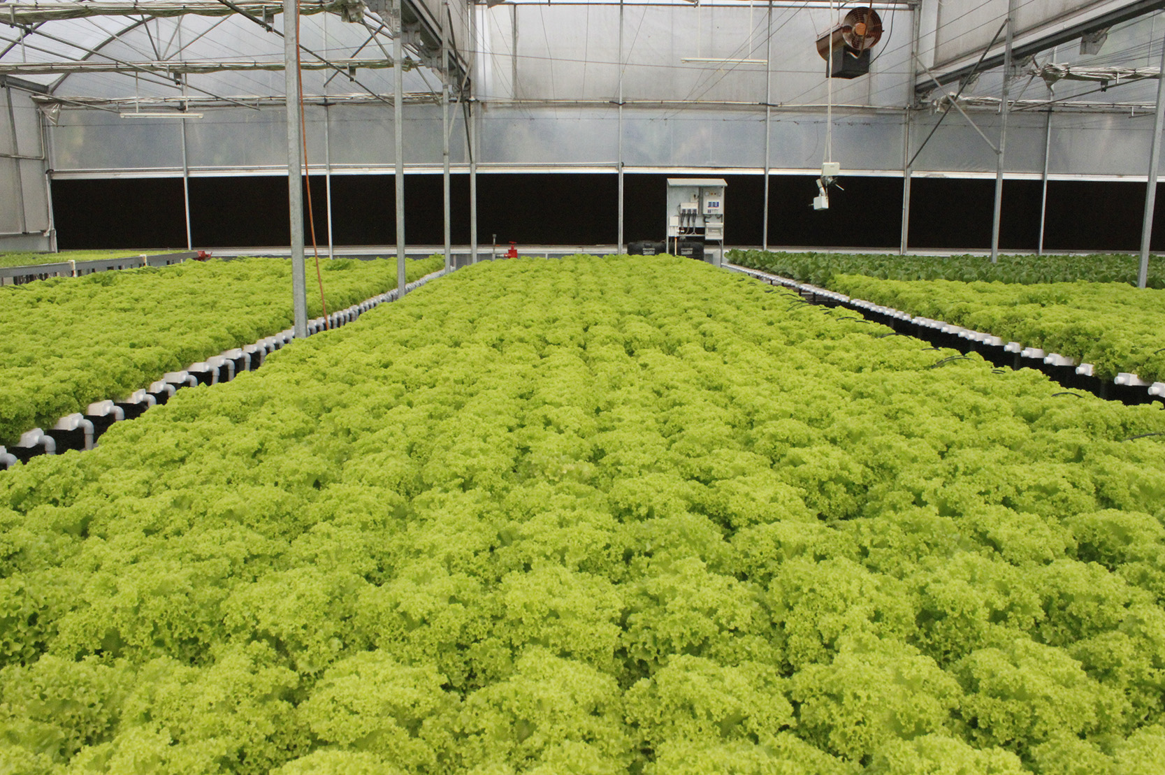 Hydroponic Farming Centre of Excellence
