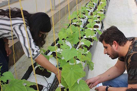 Nutrient Solution is at the Core of Hydroponic Technology