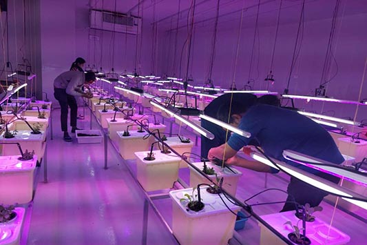 Commercial hydroponic course