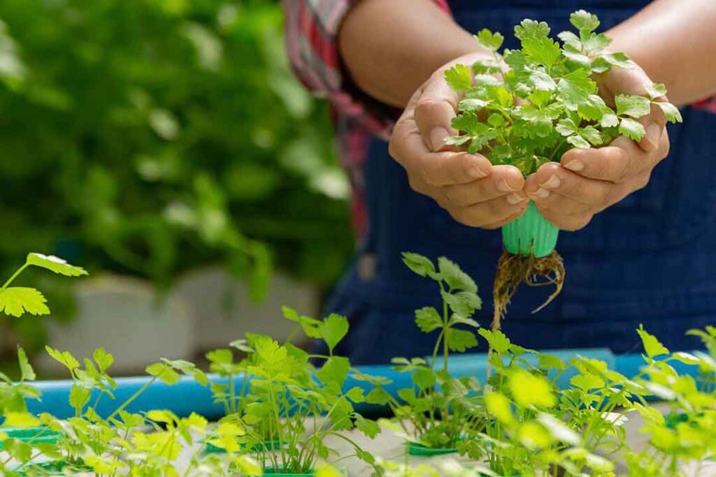 Nutrient Solution- The Soul of Hydroponics