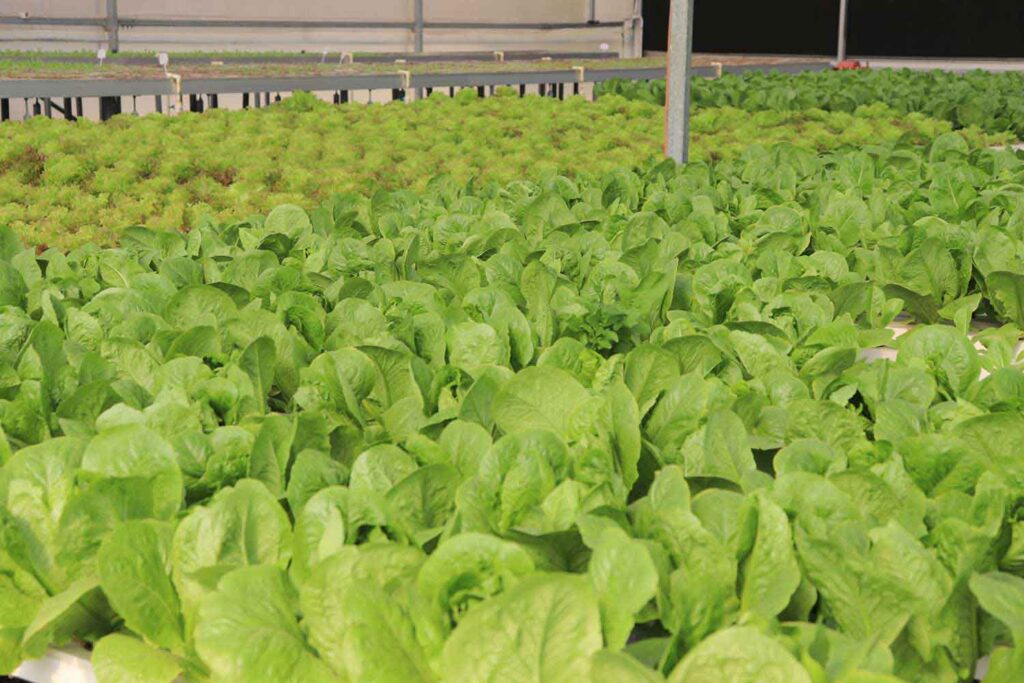 Hydroponic Lettuce