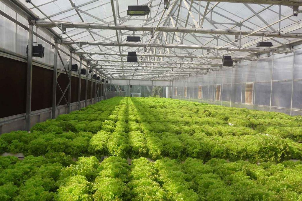 Hydroponically grown food is as nutritious as soil-grown